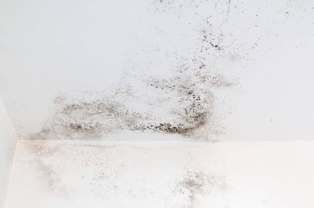 public adjuster for mold damage