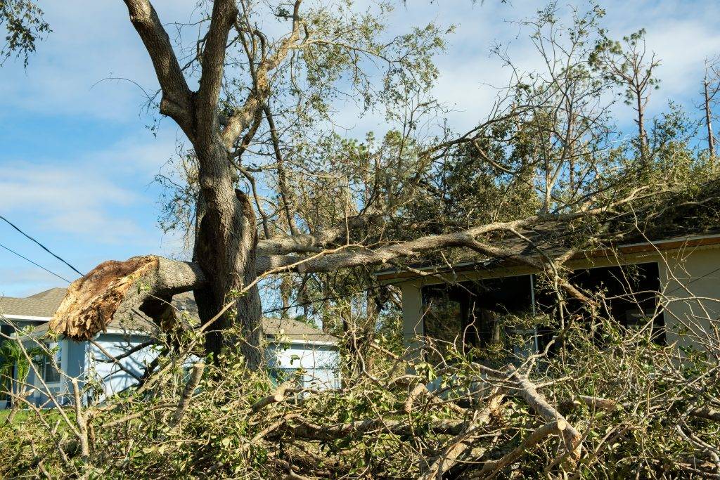 Is a Tree Falling on Your House Covered by Insurance